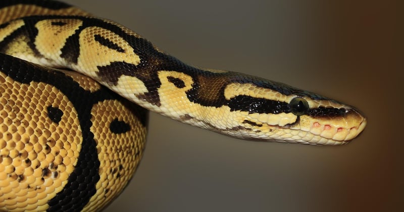 Learn Python From Scratch: A Beginner Roadmap to Code